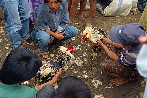 Fighting cocks, Toraja area, Sulawesi, Indonesia, Southeast Asia, Asia