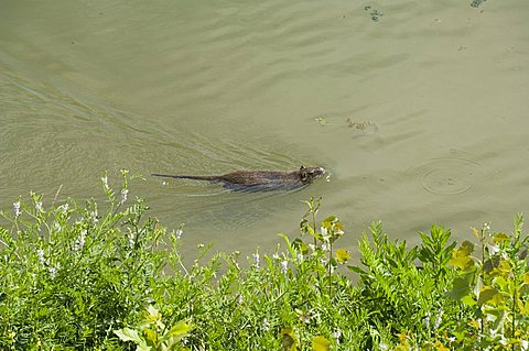 Otter, River Arno, Florence (Firenze), Tuscany, Italy, Europe