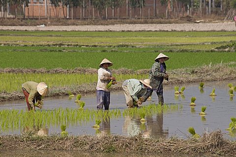 Planting rice, near Vientiane, Laos, Indochina, Southeast Asia, Asia