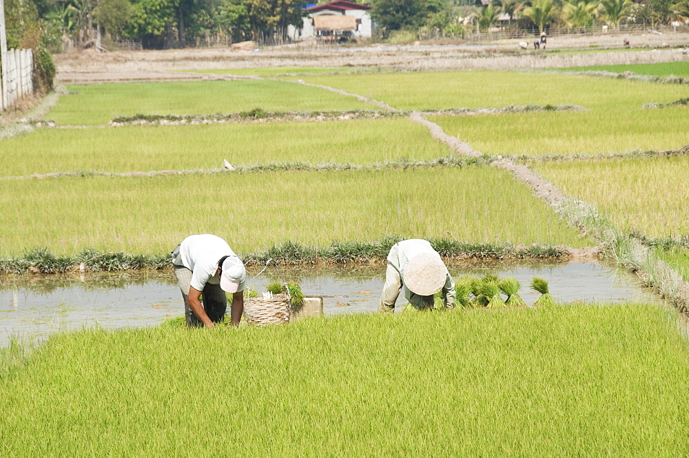 Planting rice, Vientiane, Laos