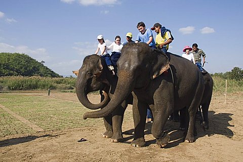 Elephants at the Anantara Golden Triangle Resort, Sop Ruak, Golden Triangle, Thailand, Southeast Asia, Asia