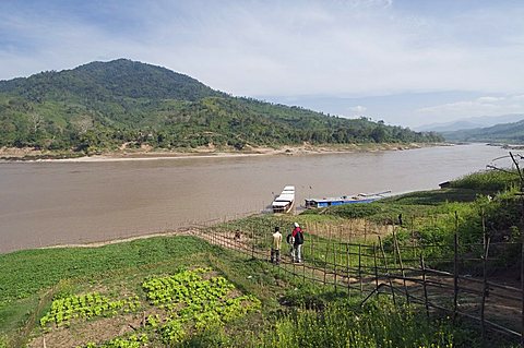 Crops on side of Mekong River at Gom Dturn, a Lao Luong Village in the Golden Triangle area of Laos, Indochina, Southeast Asia, Asia