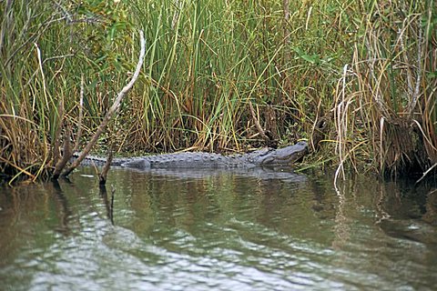 Alligator, Anhinga Trail, Everglades National Park, Florida, United States of America, North America