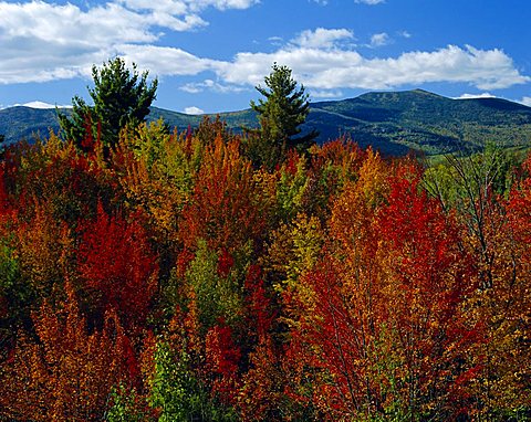 White Mountains National Forest, New Hampshire, New England, USA