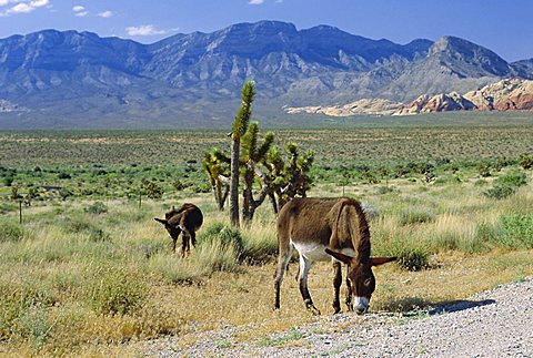 Wild mules, The Spring Mountains, Nevada, USA