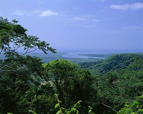 The Daintree rainforest, Cape Tribulation National Park, Queensland, Australia, Pacific