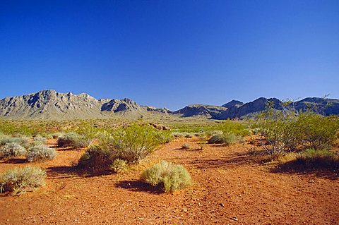 Valley of Fire State Park, Mojave Desert, Nevada, USA