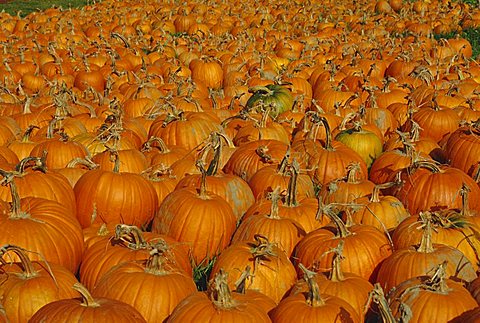 Large number of pumpkins for sale on a farm in Vermont, New England, USA, North America