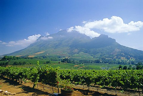 Vineyard, Stellenbosch, Cape Winelands, South Africa