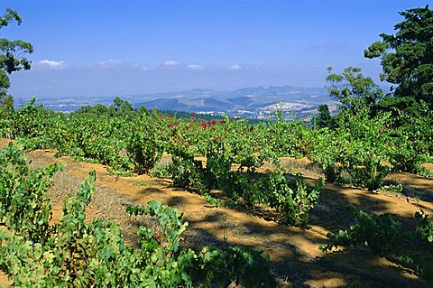 Vineyard, Stellenbosch, Cape Winelands, South Africa