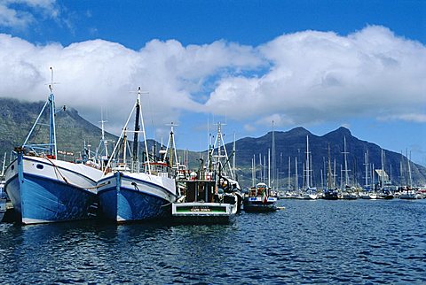 Hout Bay, fishing harbour, near Cape Town, South Africa