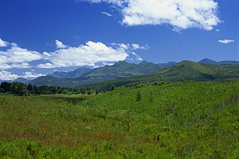 Fynbos (Cape Vegetation) and the Quteniqua Mountains, on the Garden Route, South Africa, Africa