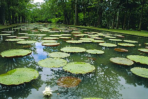 Pamplemousse Botanical Gardens, Mauritius