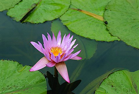 Waterlily, Botanical Gardens, Mauritius