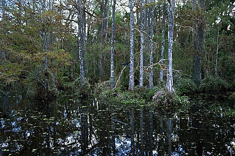 Alligators in swamp waters at Babcock Wilderness Ranch near Fort Myers, Florida, United States of America, North America