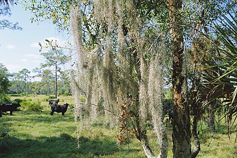 Spanish Moss growing in trees near Fort Myers, Florida, USA, North America