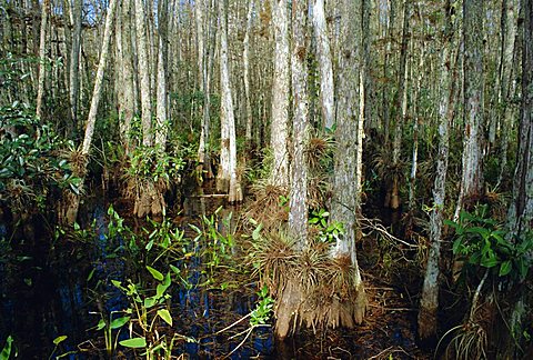 Bald Cypress Swamp in the Corkscrew Swamp Sanctuary near Naples, Florida, USA