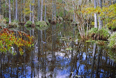 Bald Cypress Swamp near Fort Myers, Florida, USA