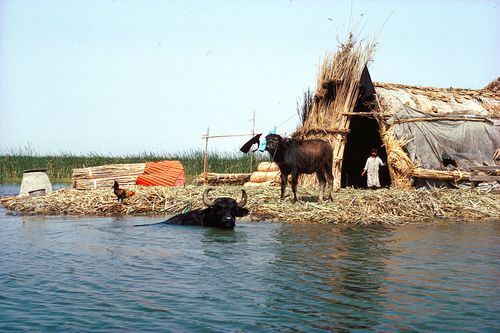 Marsh Arab village, Iraq, Middle East