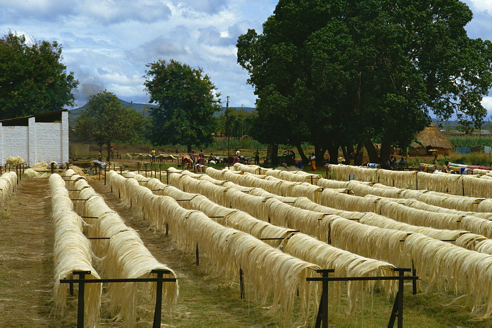 Sisal rope factory, Taveta, Kenya, East Africa, Africa