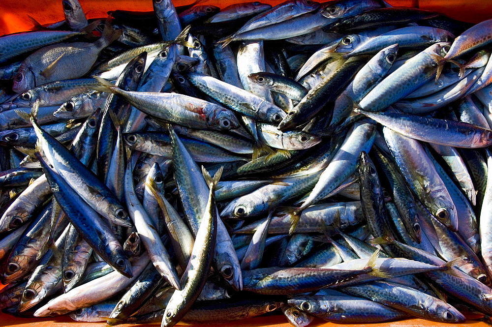 Sardines, Lagos, Algarve, Portugal, Europe