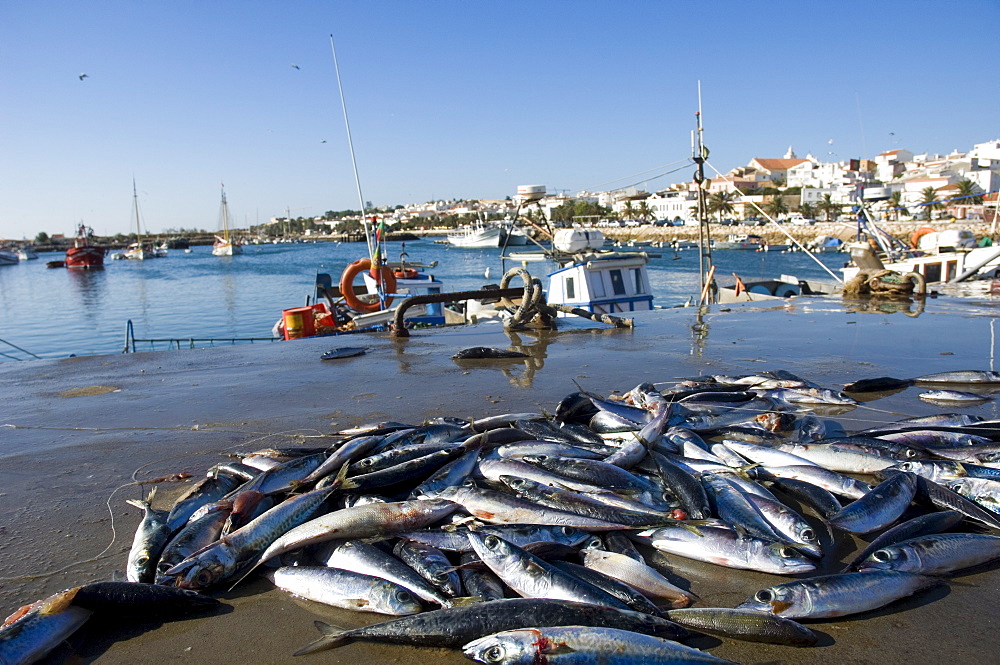 Sardines, Lagos, Algarve, Portugal, Europe