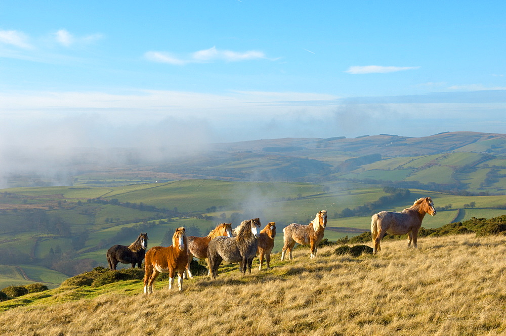 Welsh ponies, Eppynt, Cambrian Mountains, Powys, Wales,  United Kingdom, Europe