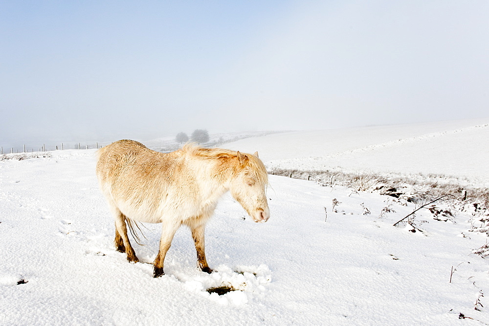 A Welsh pony forages for food under the snow on the Mynydd Epynt moorland, Powys, Wales, United Kingdom, Europe