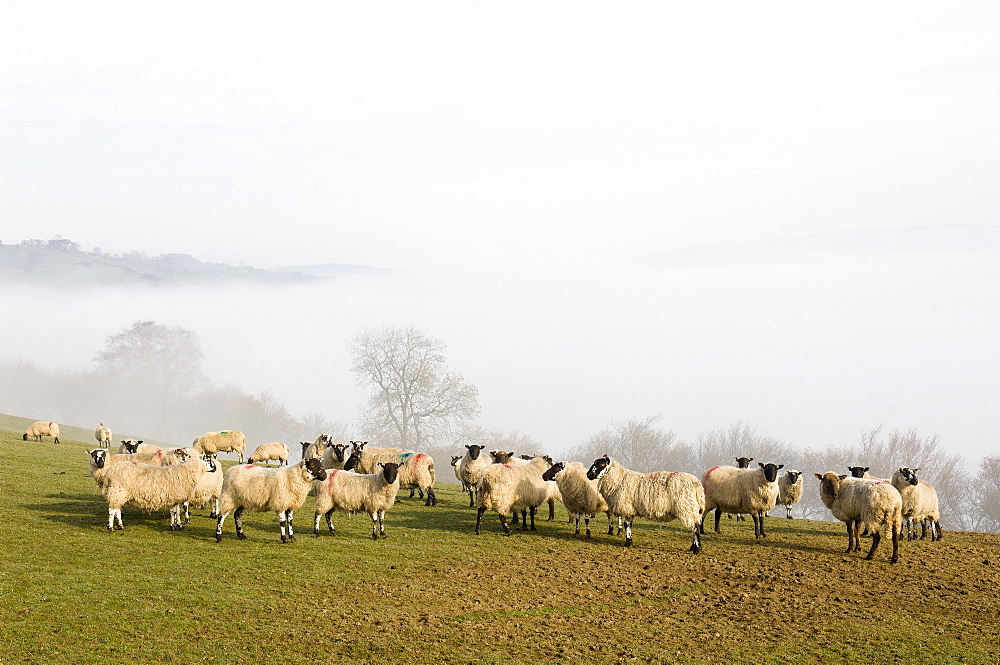 Sheep in misty weather on the Mynyd Epynt moorland, Powys, Wales, United Kingdom, Europe