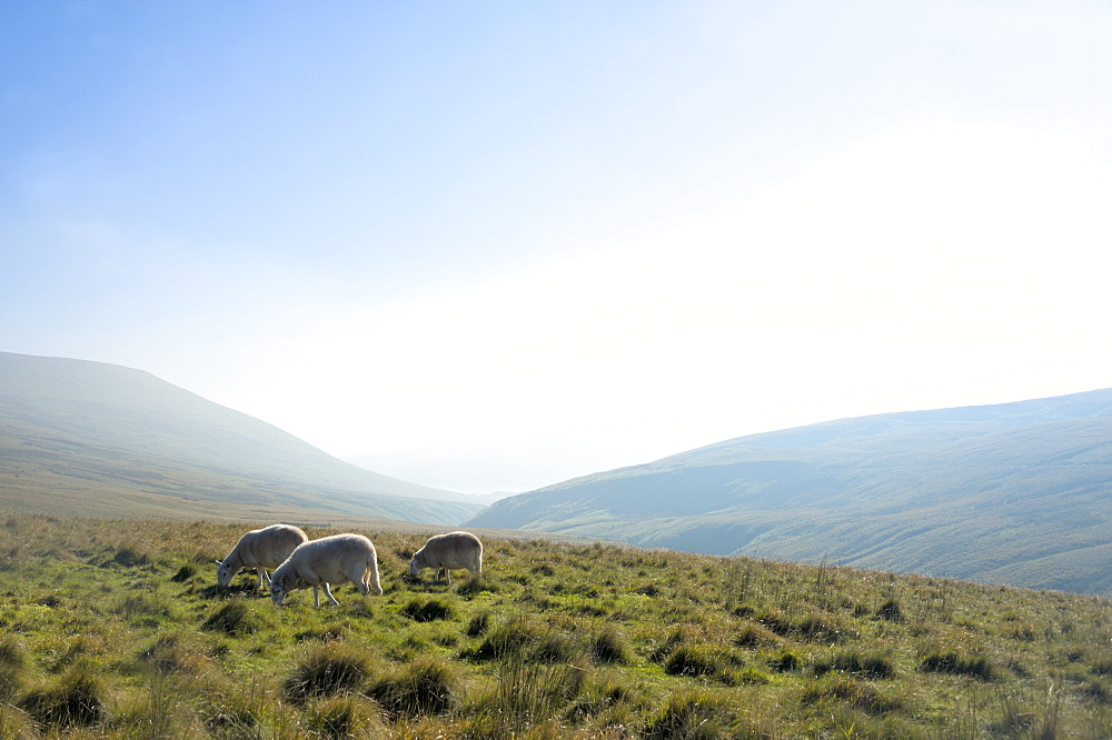 View in The Brecon Beacons National Park, Wales, United Kingdom, Europe