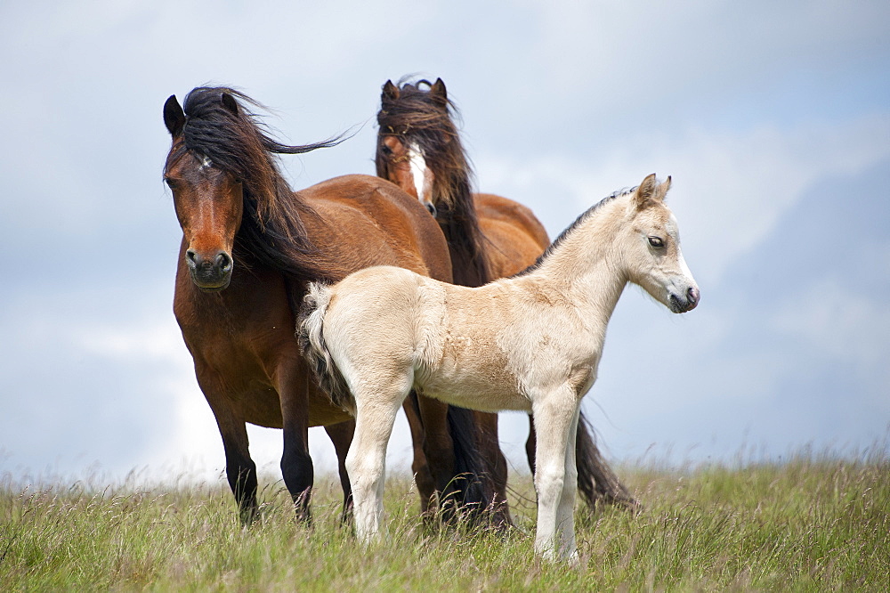 Welsh ponies and foals on the Mynydd Epynt moorland, Powys, Wales, United Kingdom, Europe