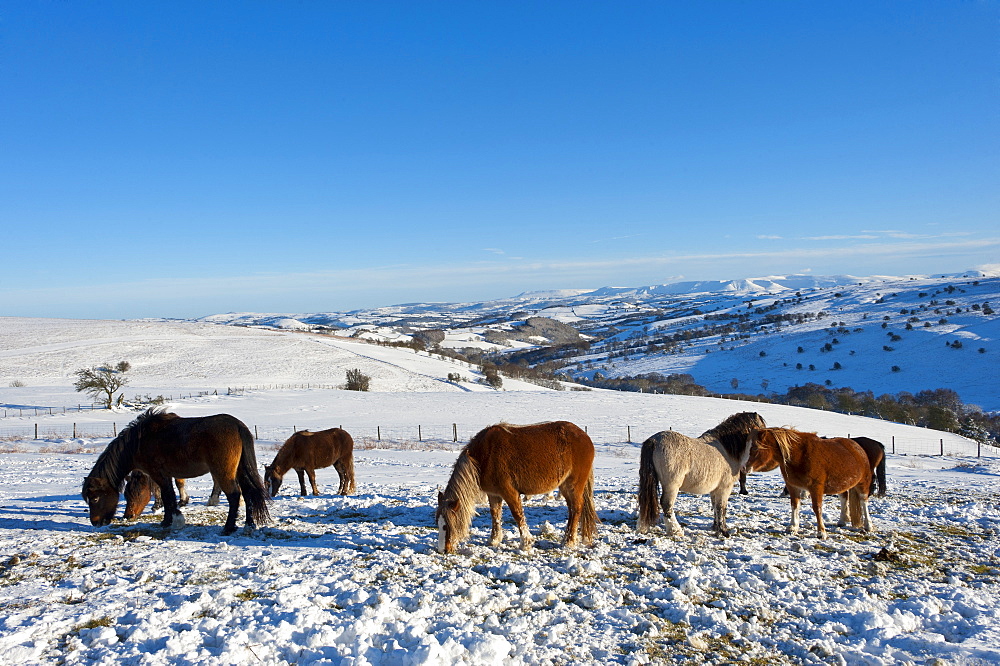 Welsh Mountain Ponies in the snow on the Mynydd Epynt moorland, Powys, Wales, United Kingdom, Europe