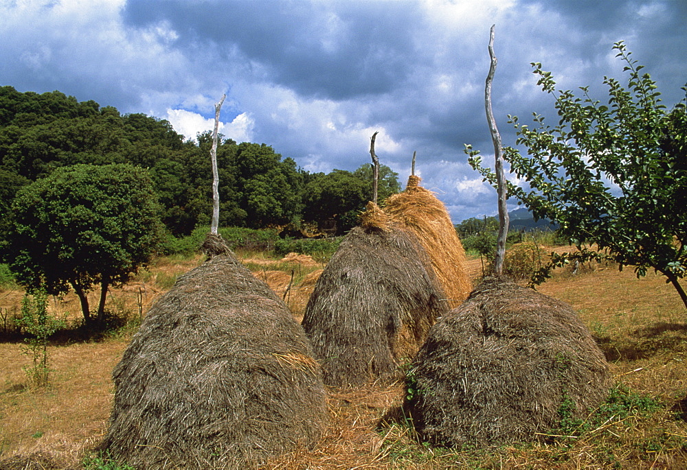 Traditional haystacks in a field, island of Corsica, France, Europe