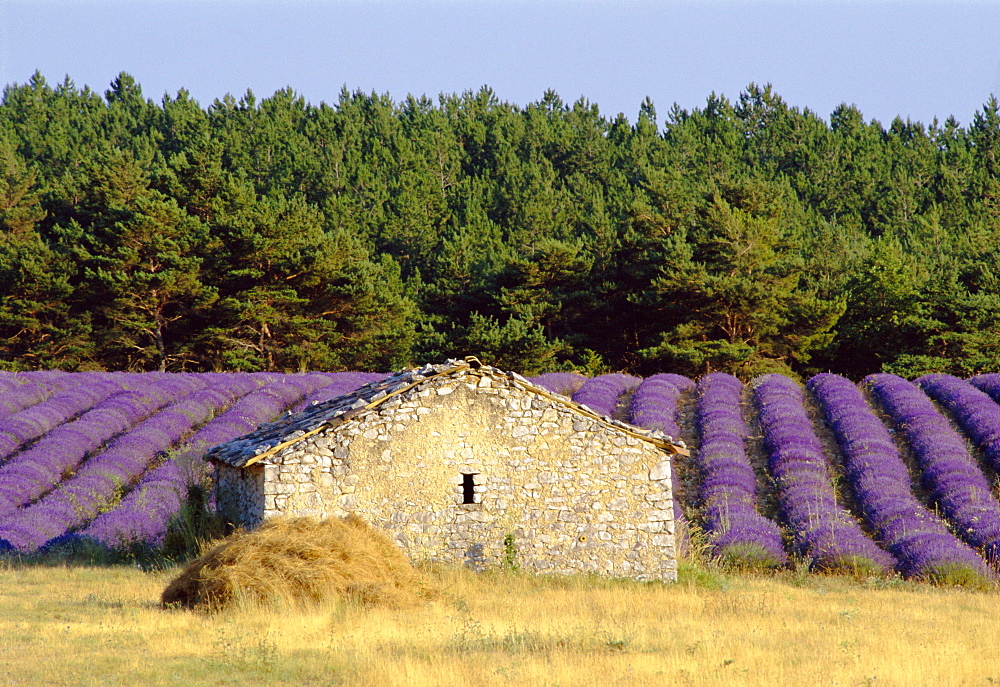 Stone building in lavender field, Plateau de Sault, Haute Provence, Provence, France, Europe