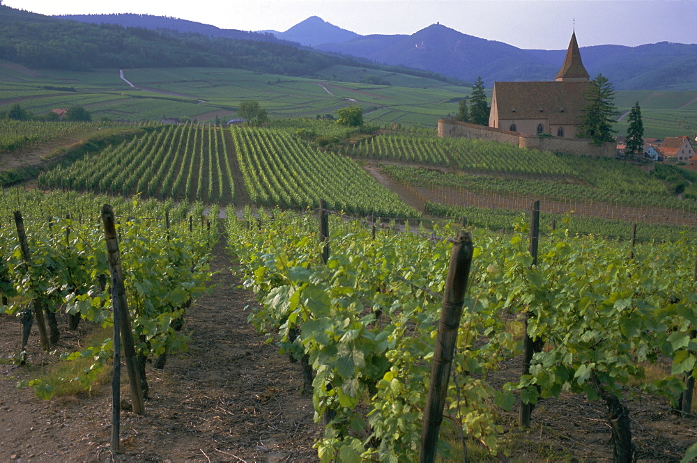 Vineyards, Hunawihr, Alsace, France, Europe