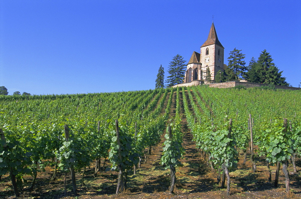 Vineyards, Hunawihr, Alsace, France, Europe