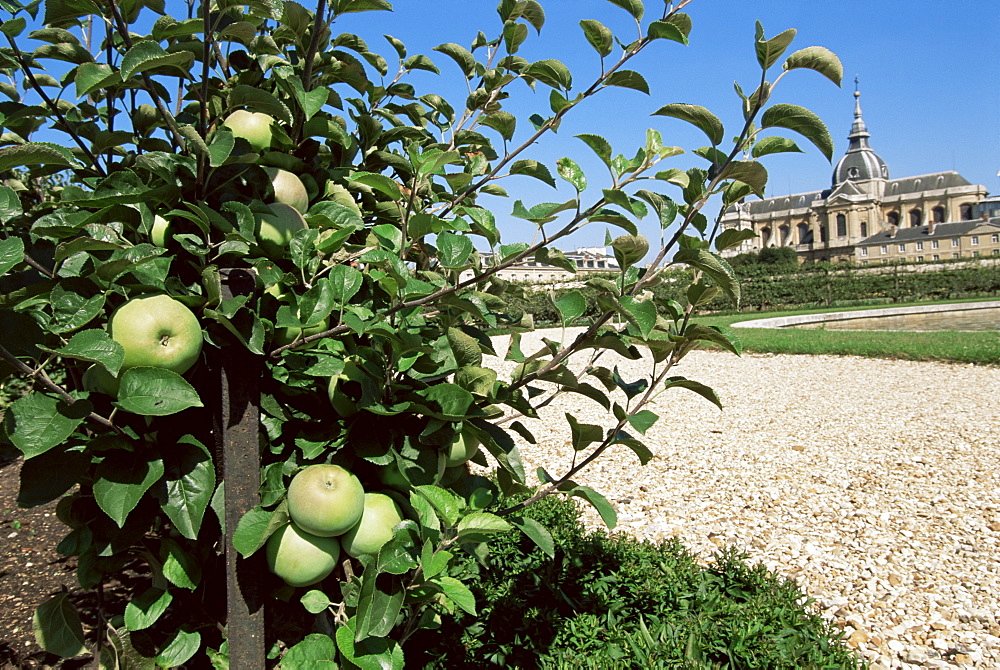 Potager du Roi (King's kitchen garden) in August, and St. Louis church, Versailles, Ile de France, France, Europe