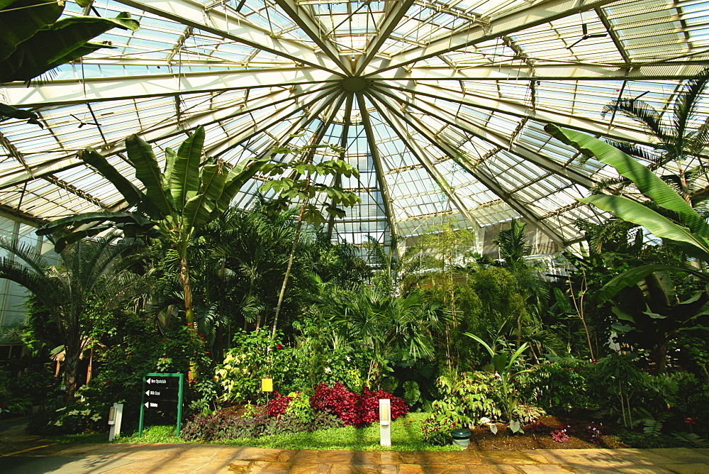 Interior of hot house, Phoenix Parc Floral de Nice, Nice, Alpes Maritimes, Provence, France, Europe