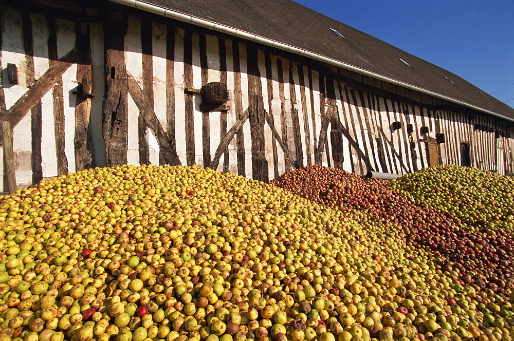 Piles of cider apples used for making calvados, Domaine Coeur de Lion, Normandie, France, Europe