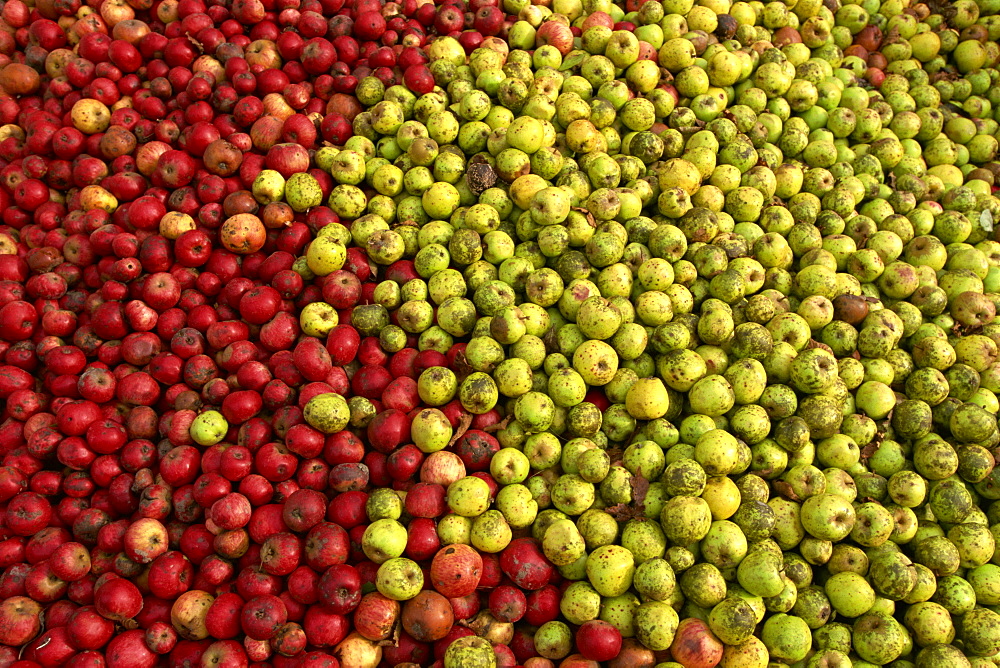 Cider apples, Normandy, France, Europe