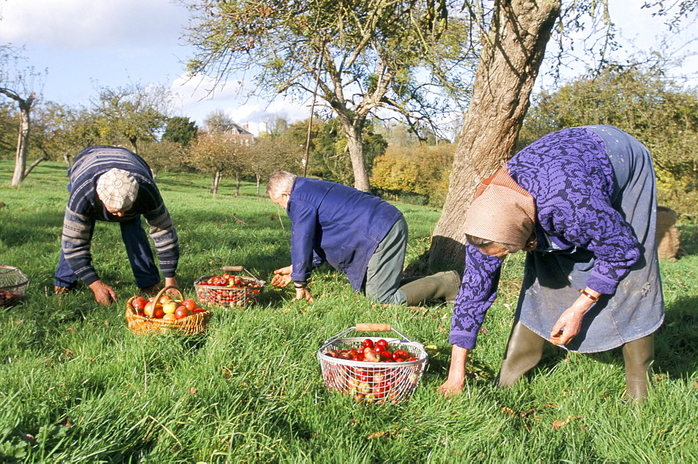 Gathering apples in an orchard, Auge region, Normandy, France, Europe