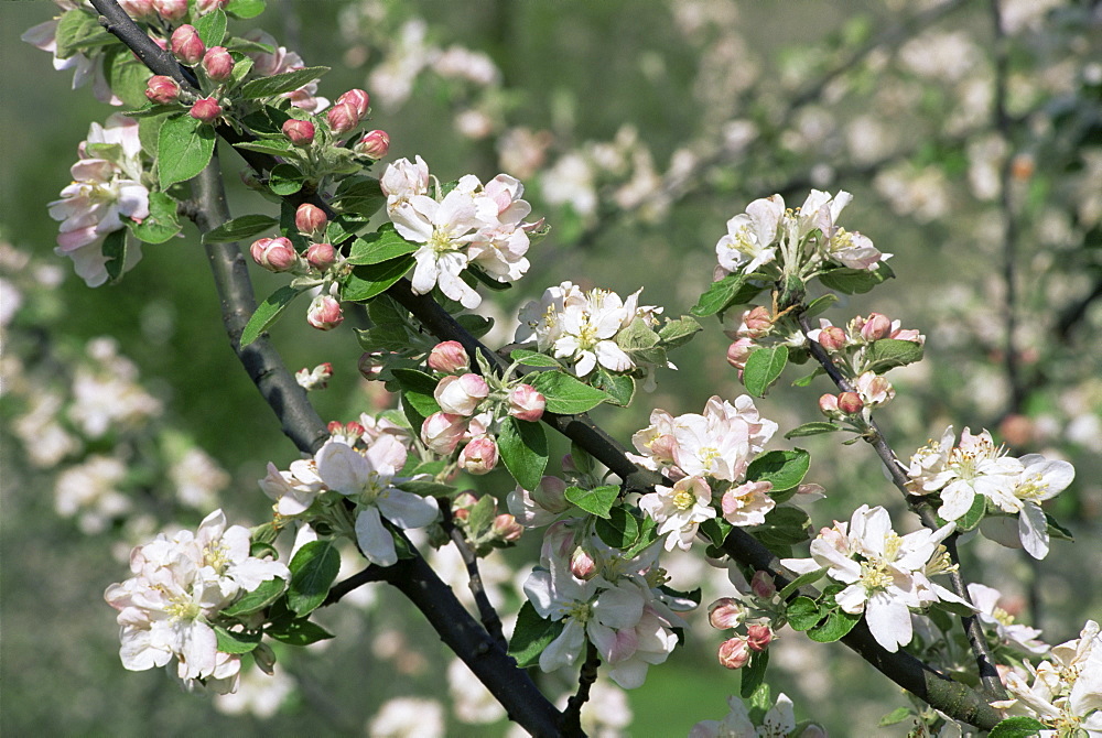 Apple trees in blossom, Normandy, France, Europe