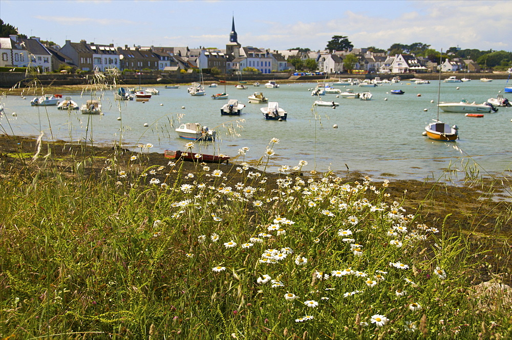 Harbour and church, panorama with daisies in the foreground, at Locmariaquer, Morbihan, Brittany, France, Europe