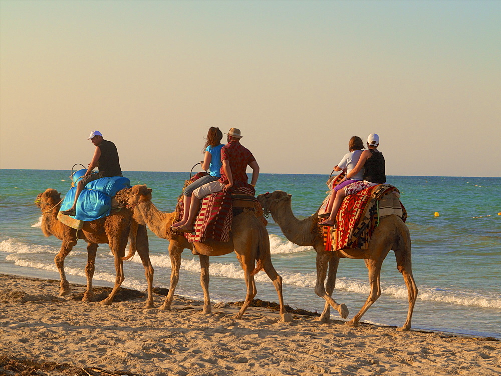 Tourists riding camels on the beach, at sunset, Djerba, Tunisia, North Africa, Africa