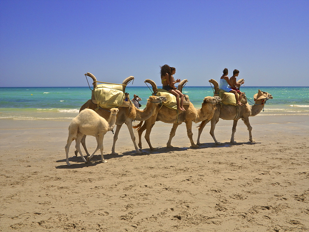 Tourists riding camels on the beach followed by baby camel, at sunset, Djerba, Tunisia, North Africa, Africa