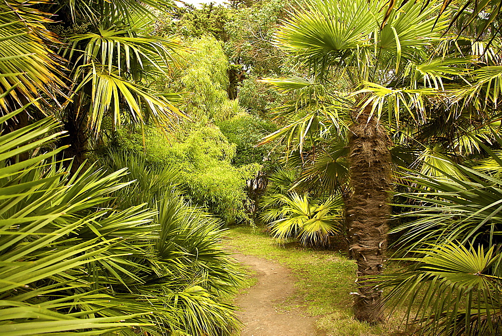 Palm trees, Botanical gardens of Chateau de Vauville, Cotentin, Normandy, France, Europe