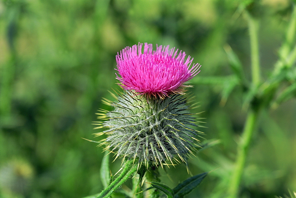 Thistle, emblem of Scotland, Scotland, United Kingdom, Europe