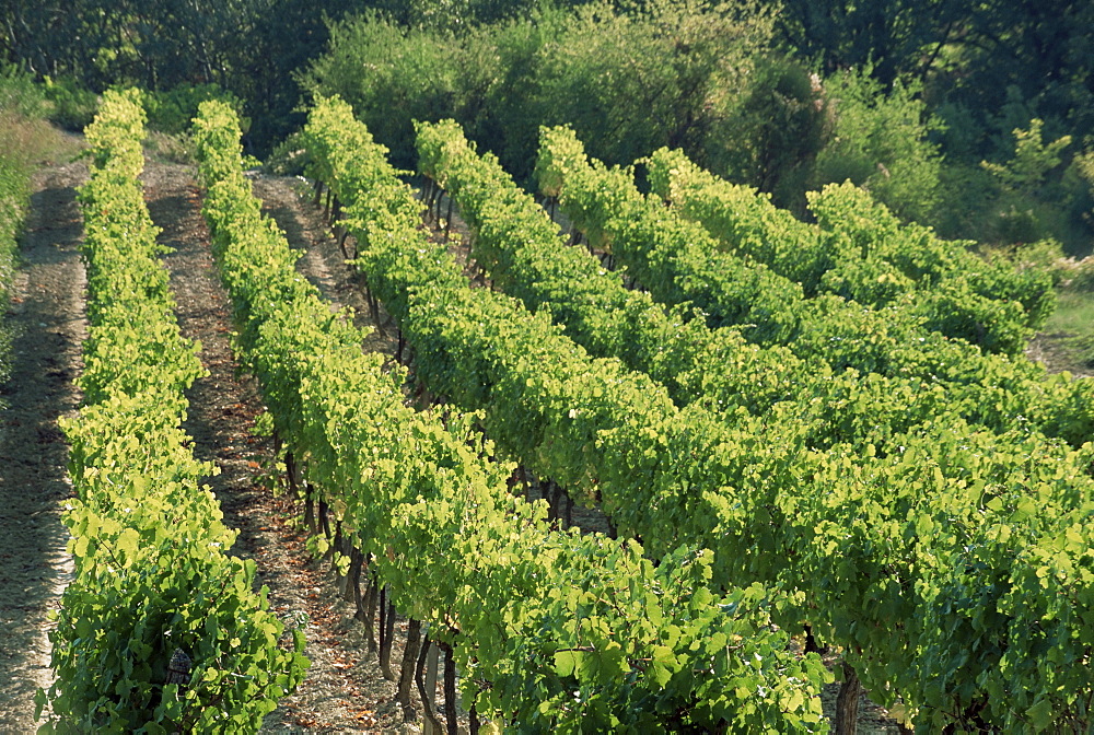 Rows of vines, Provence, France, Europe