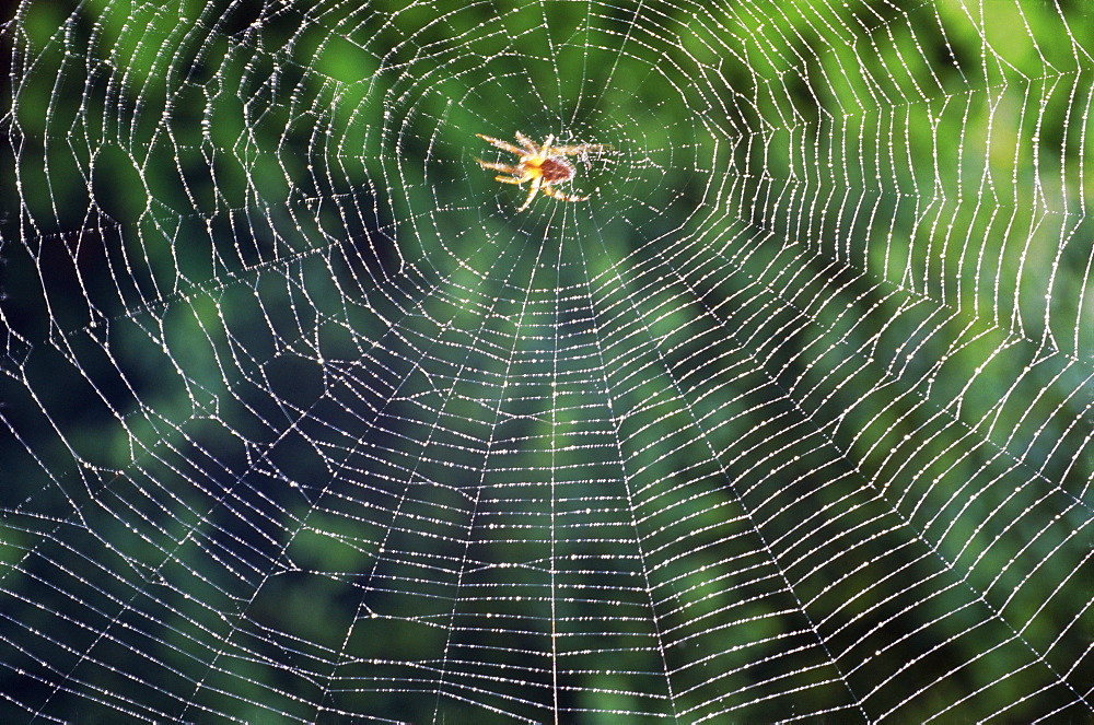 Spider in the centre of its web