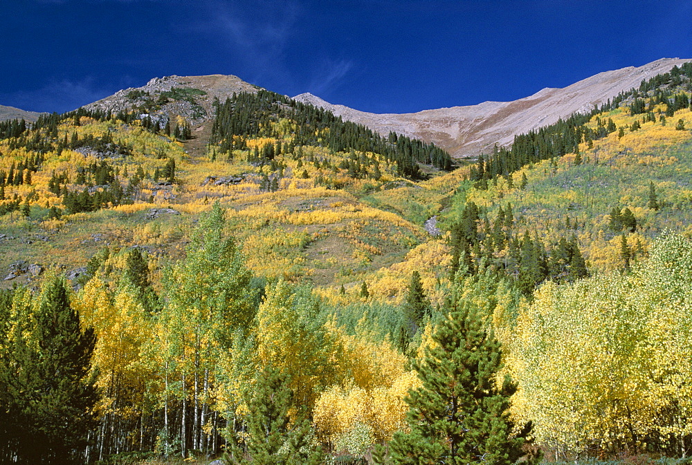 Aspen trees, Independence Pass, Colorado, United States of America (U.S.A.), North America